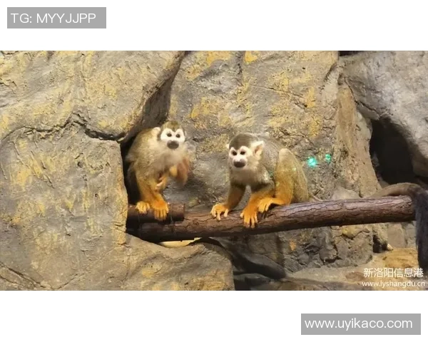 姚明与鲨鱼共度假日探寻海洋奇观的奇妙旅程